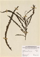 藏品(鐵掃帚)的圖片